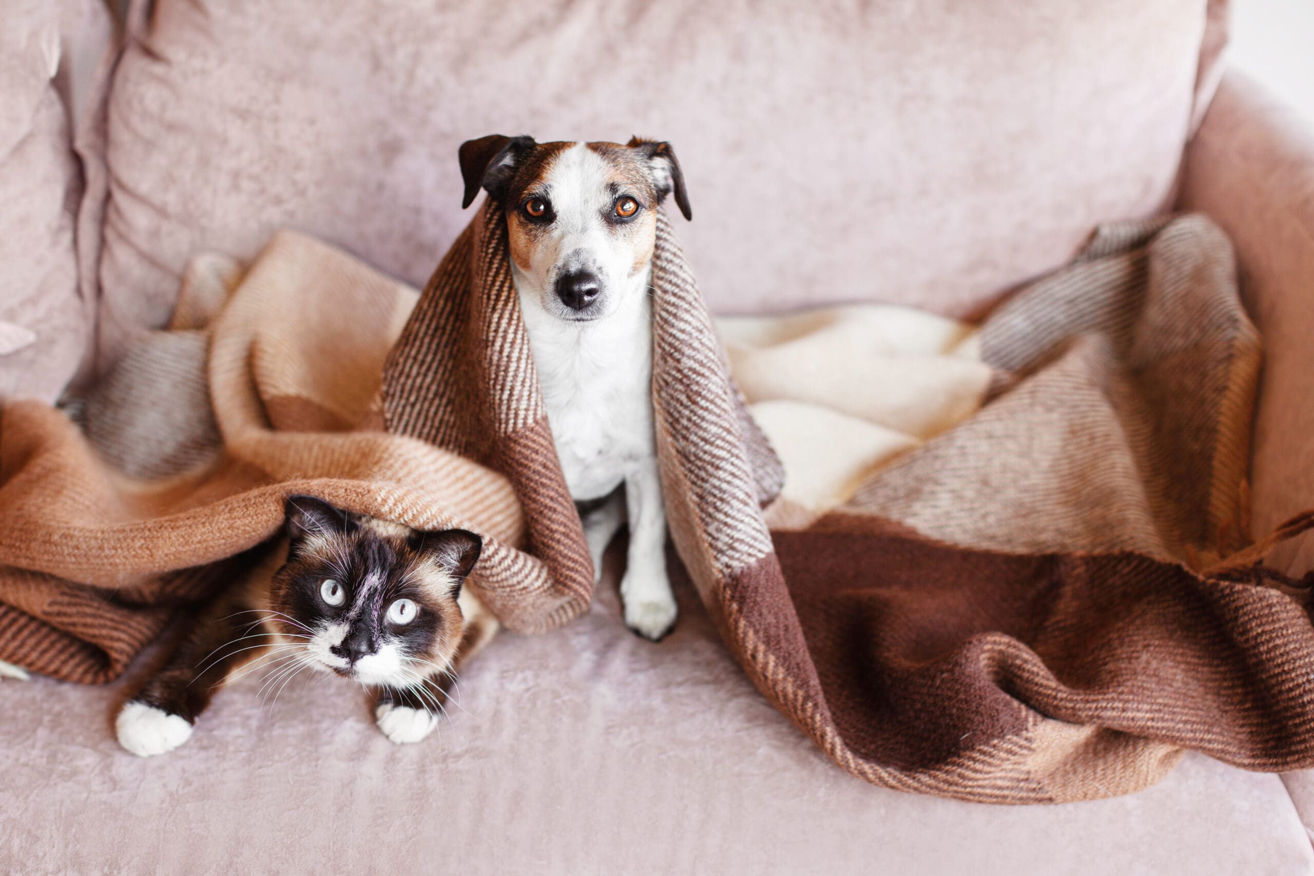 Dog and cat together under broun cozy blanket. White dog and gray cat sitting on sofa at home