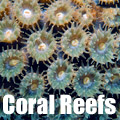 Coral Reef