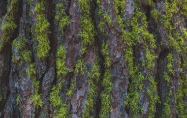 trees, moss, bark, journey