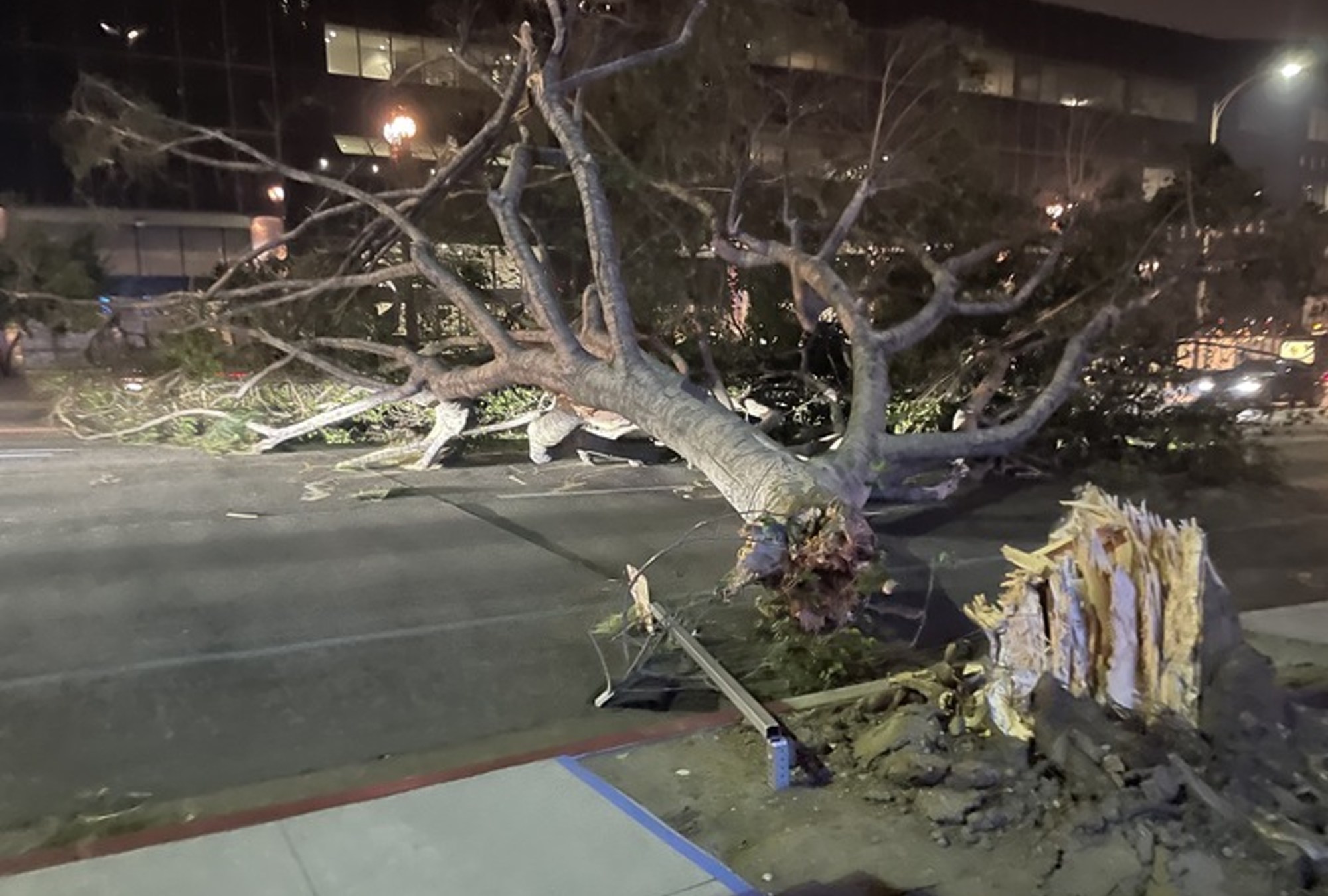 Fierce winds knocked down this tree on Colorado Boulevard in Pasadena on Tuesday, not far from Fleming's Steakhouse. (Photo: Ryan Carter, SCNG)