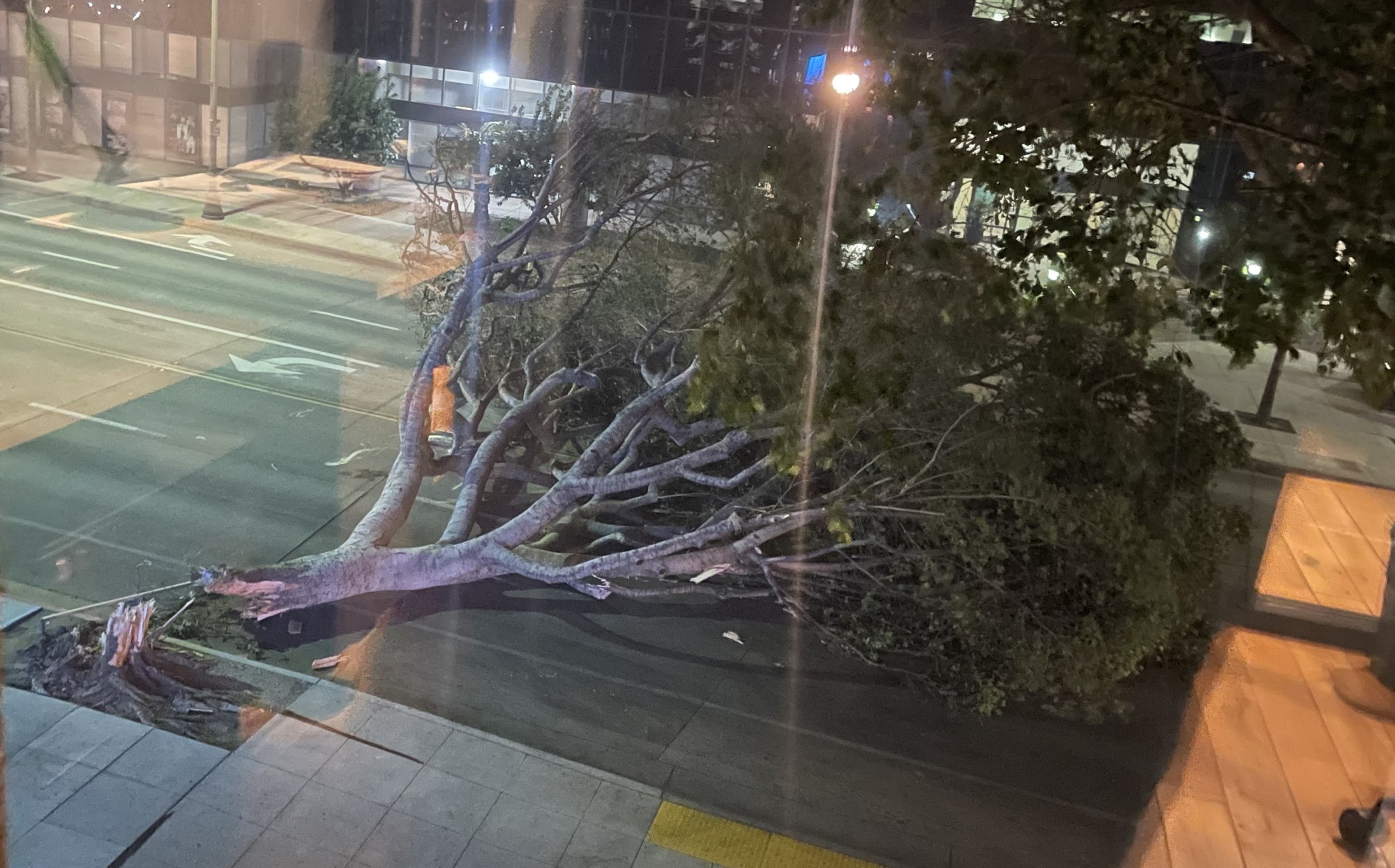 Fierce winds knocked down this tree on Colorado Boulevard in Pasadena on Tuesday. (Photo: Ryan Carter, SCNG)