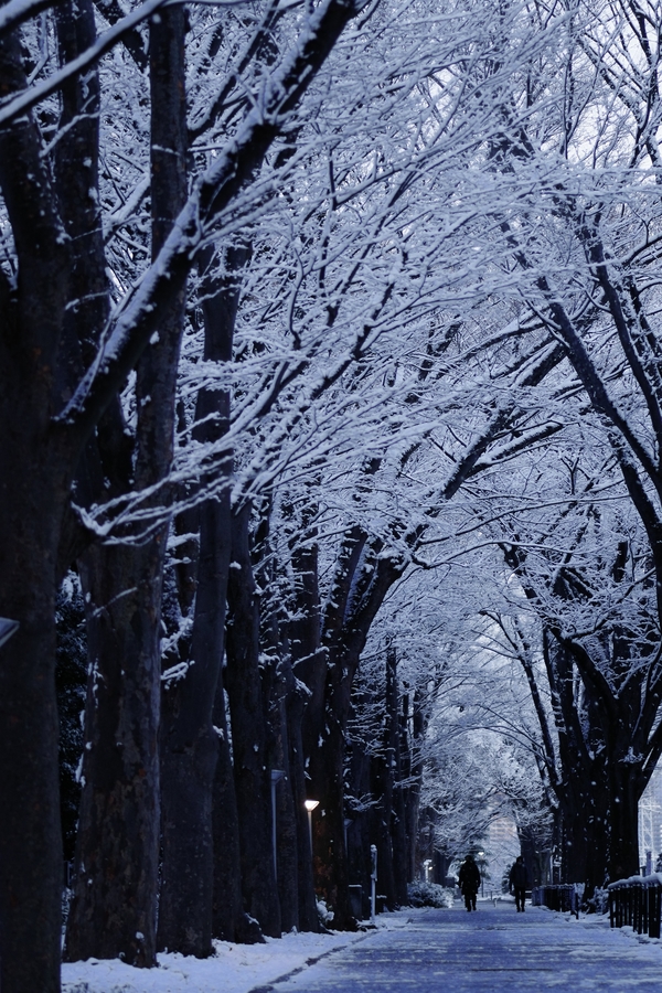 積雪の明朝の作例写真