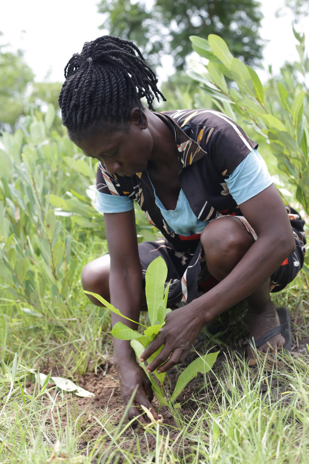 Woman planting sapling in Ghana