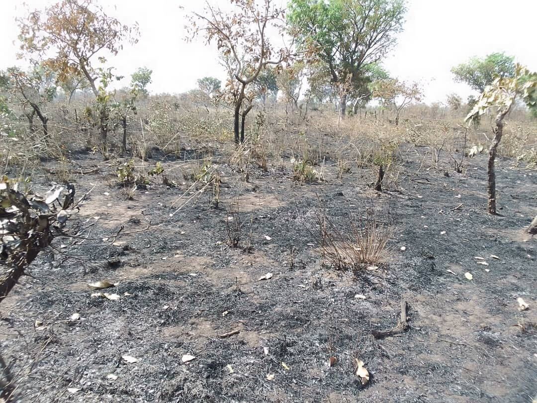 Forest fire in Ghana