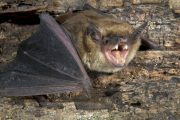 PHE issues national warning to GPs after rabid bat found in UK