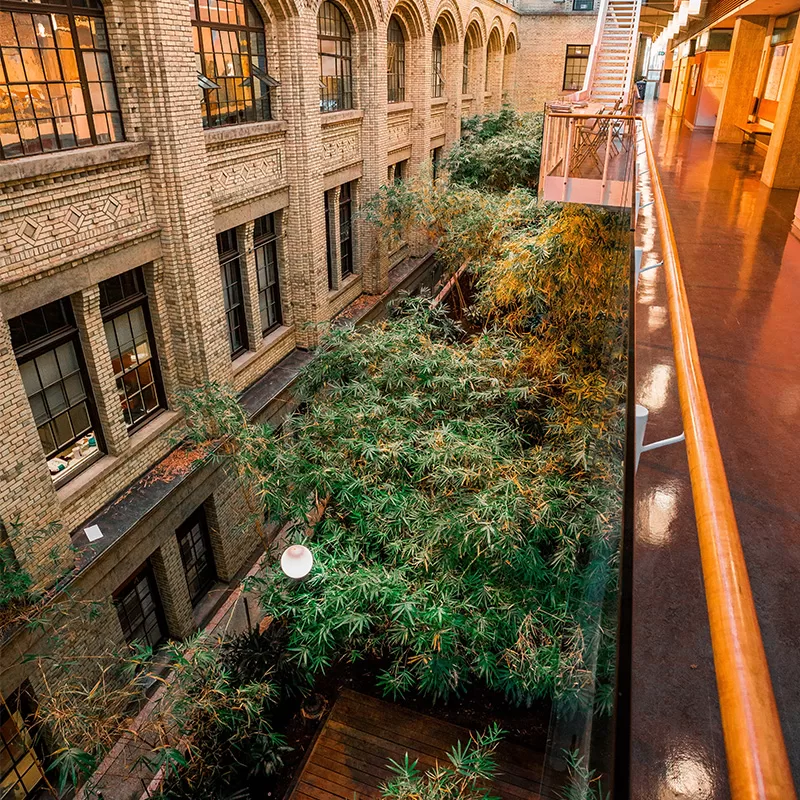 The University of Toronto bamboo garden at the Donnelly Centre.