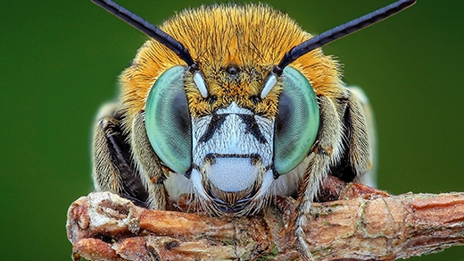 A close-up of a bee’s head, showing its large eyes, antennae and fuzzy body.