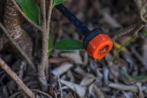 Deep watering develops deep roots. Watering daily encourages surface roots to grow. (Getty Images)