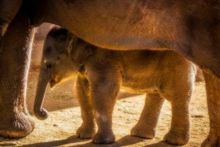 Nerd in the herd: protecting elephants with data science