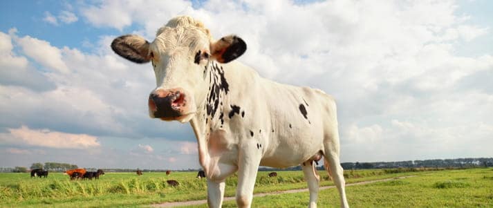 cow