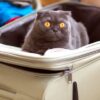 cat in a suitcase