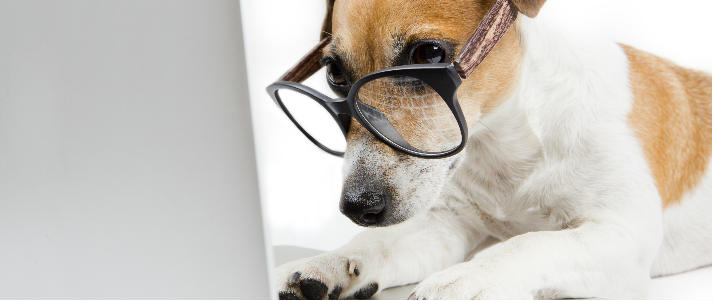 dog using laptop