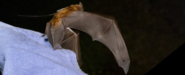 bat with a tiny sensor glued to its back flies off into darkness