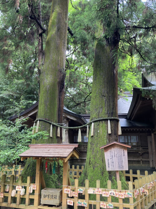 高千穂神社の夫婦杉