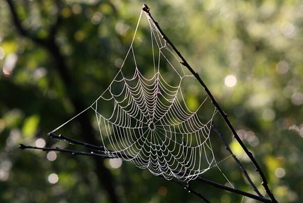 A beautiful spider web shimmers in the sun. It is suspended between two twigs making part of a triangle shape.