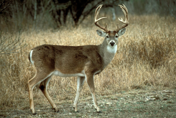 A white-tailed deer buck is seen walking, its head turned towards the camera.