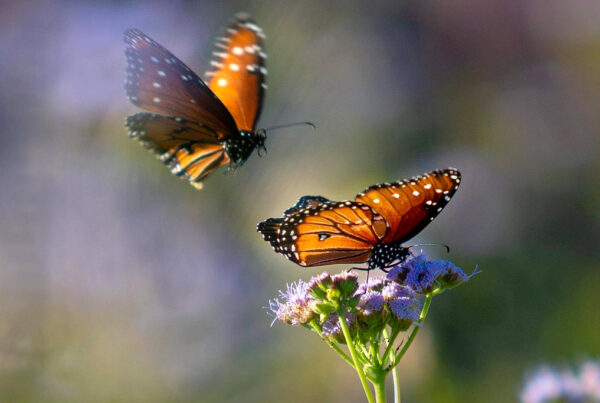 A photo of a Monarch butterfly sitting on a purple flower. Another butterfly flaps in the air behind it.