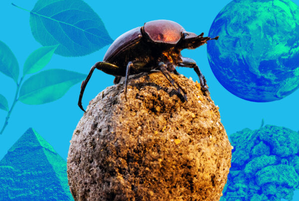 A photo illustration features a reddish brown metallic dung beetle sitting on top of a ball of brown poop. In the background are leaves, an Egyptian pyramid, a globe, and a cow patty.