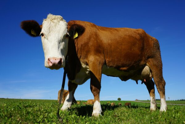 A brown dairy cow standing in a pasture