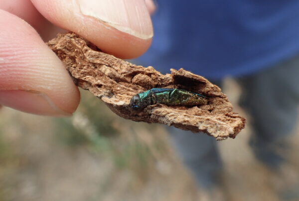 Close-up of a piece of bark held up in which a shiny, emerald-colored beetle is seen.