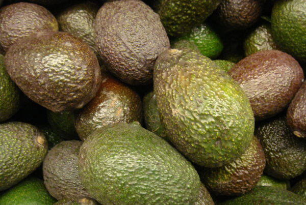 An up-close shot of at least 20 avocados, in various stages of ripeness from green to black