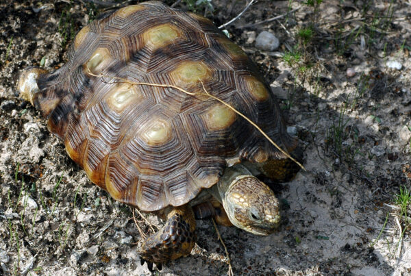 A Texas tortoise, pictured outdoors from above