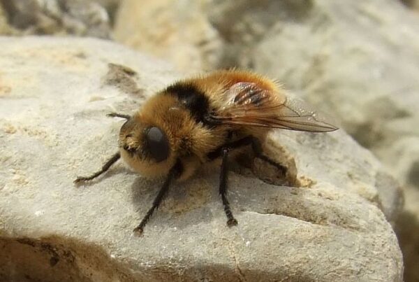 A close-up photo of a hairy yellowish brown and black striped fly.