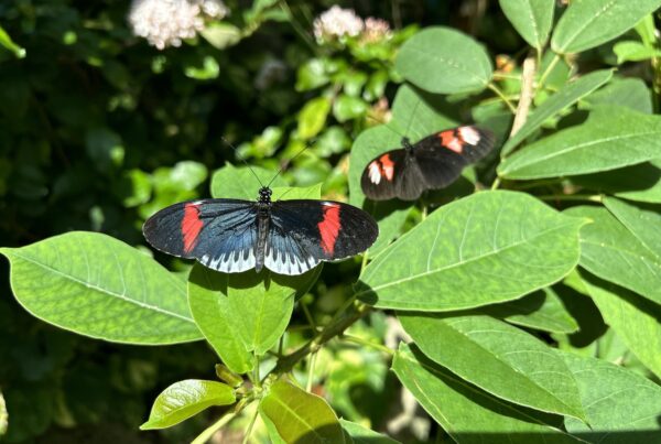 A photo of two mostly black butterflies with red and white markings on green leaves.