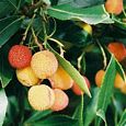 Strawberry-Tree