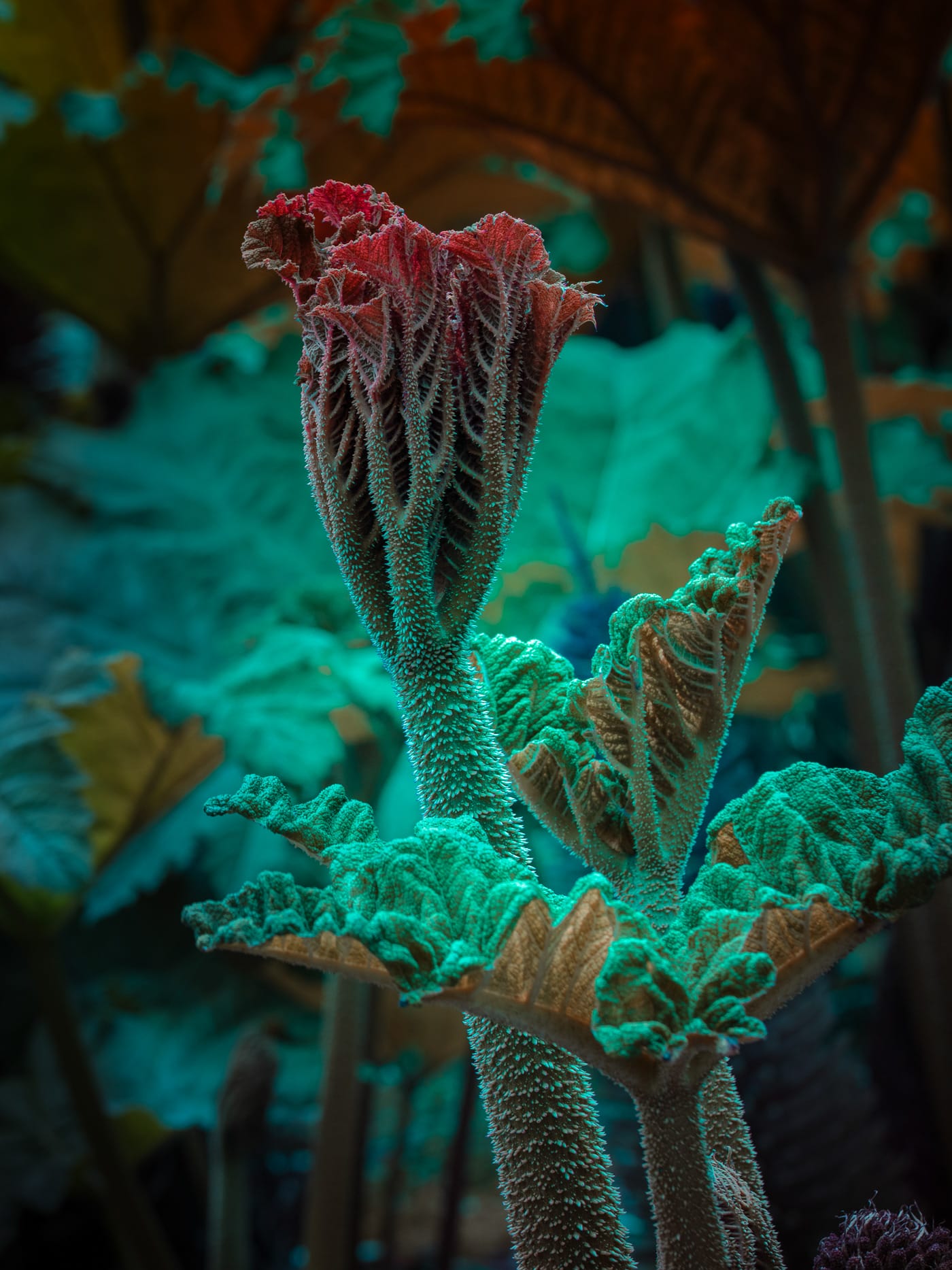 a photograph of giant rhubarb with a light emitting from the center of a leaf, in a pink and teal hue