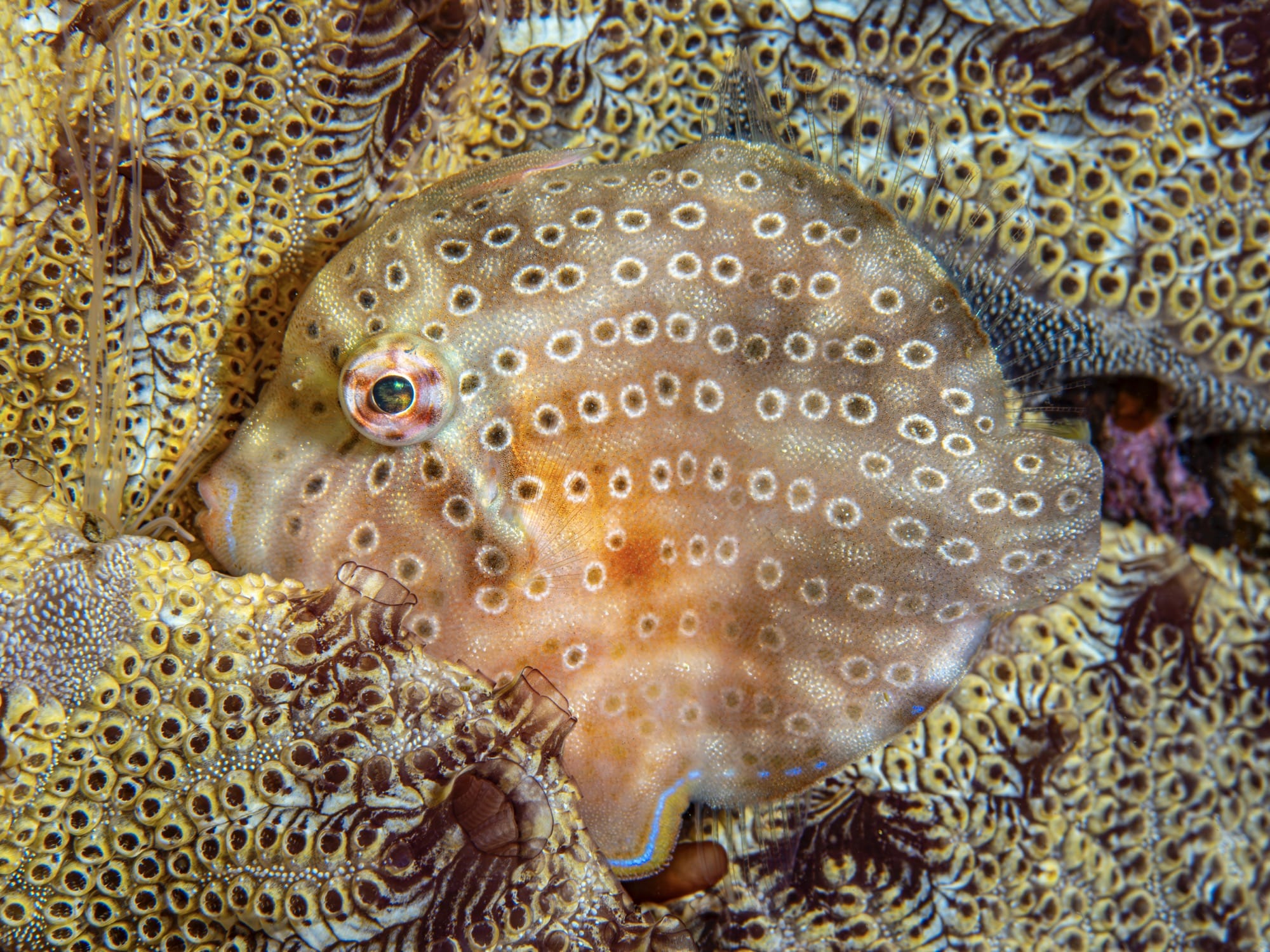 a patterned fish camouflages itself against some coral