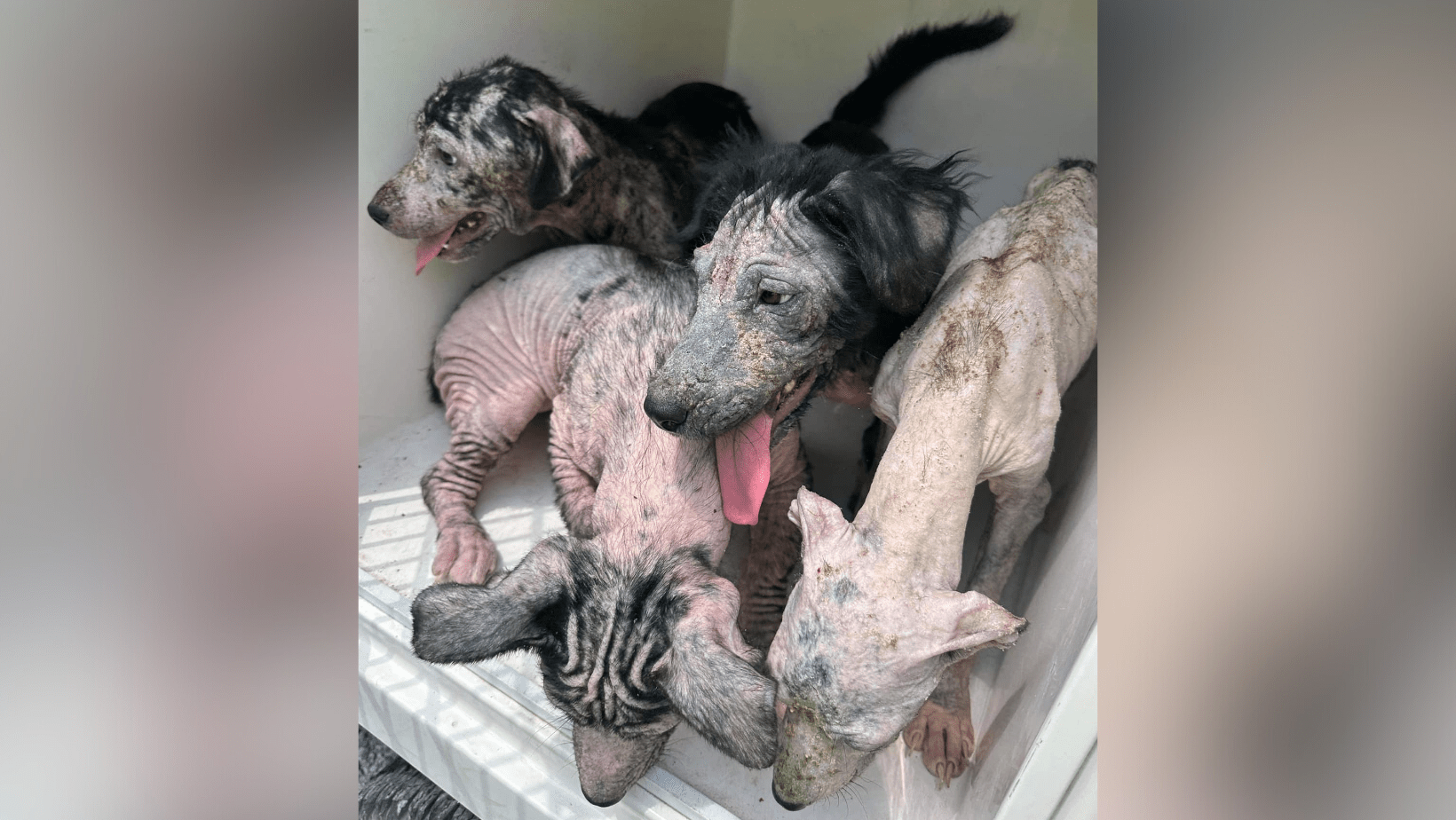 Dogs with mange and hookworms that were found in Mt. Clare. Credit: Harrison County Animal Control