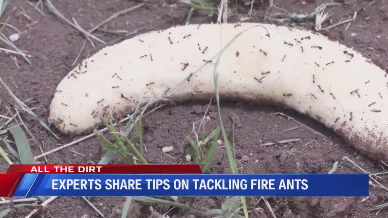 All the Dirt: Experts share tips on tackling fire ants