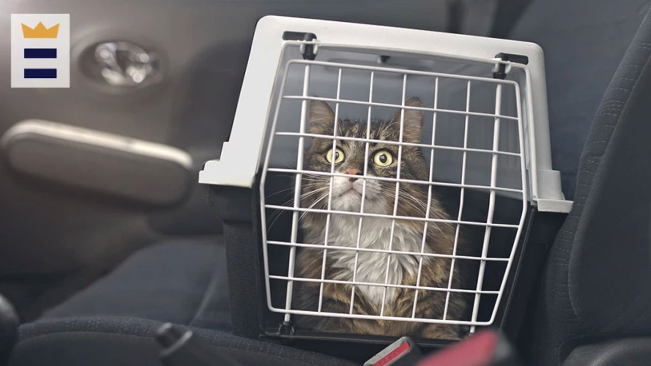 Best travel accessory for cat owners