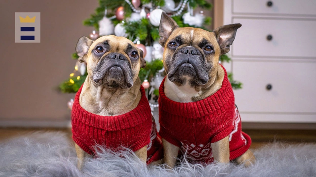 Best Dog Christmas sweater