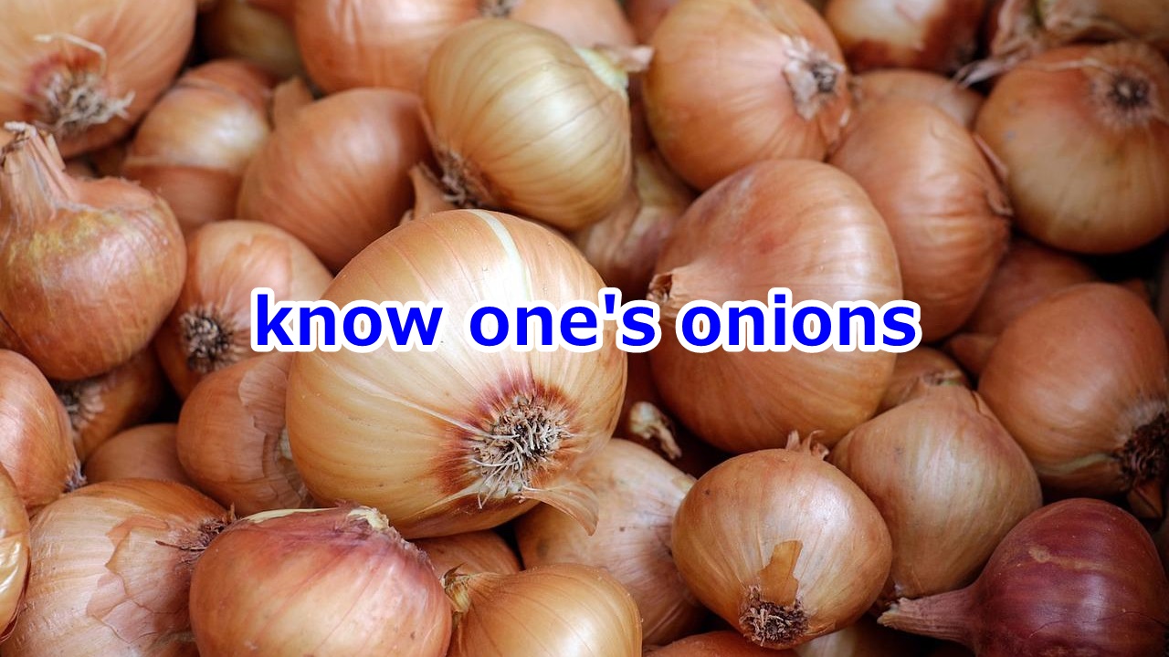 know one's onions 精通している、よく知っている