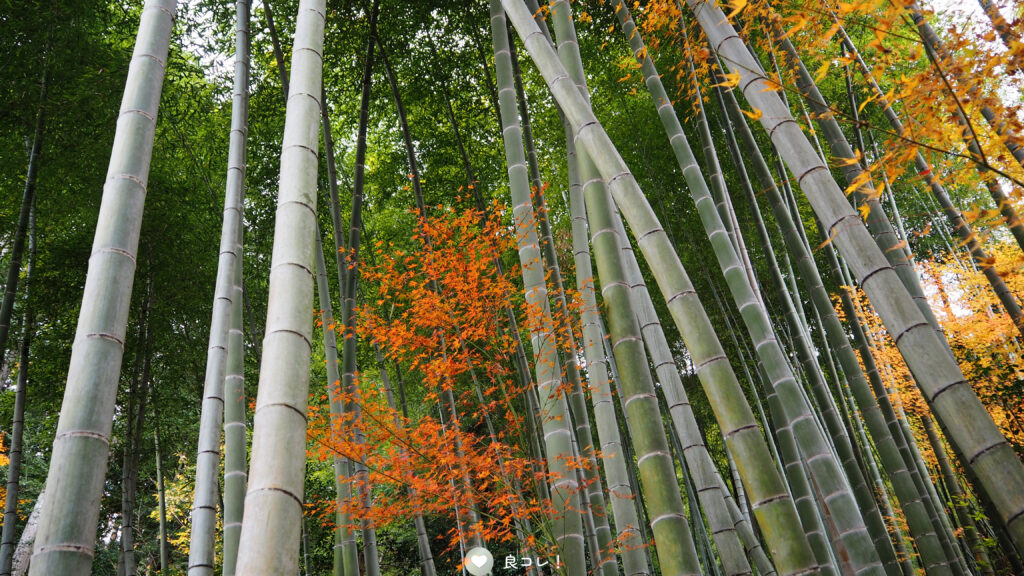 常寂光寺の竹林