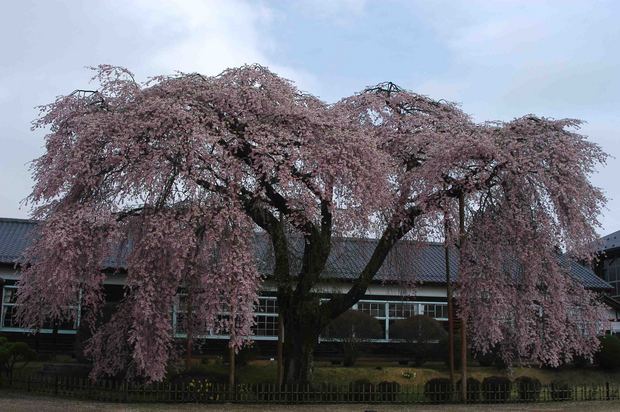 2015年飯田桜撮影ドライブ_1.jpg