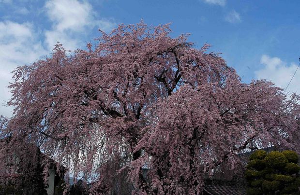 2015年飯田桜撮影ドライブ_11.jpg