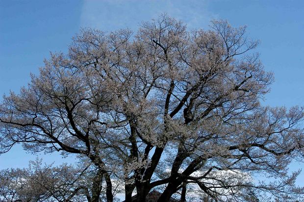 2015年飯田桜撮影ドライブ_15.jpg