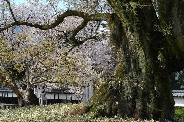 2015年飯田桜撮影ドライブ_16.jpg