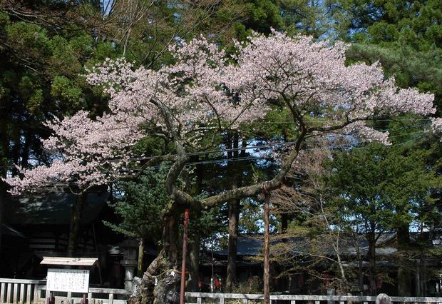 2015年飯田桜撮影ドライブ_17.jpg