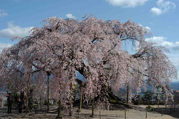 2015年飯田桜撮影ドライブ_19.jpg