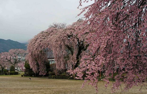 2015年飯田桜撮影ドライブ_2.jpg