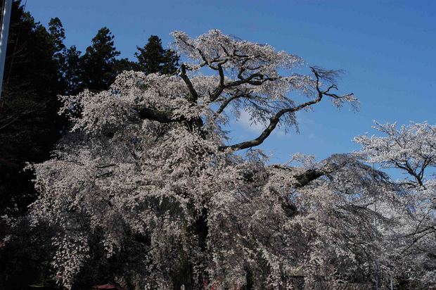 2015年飯田桜撮影ドライブ_21.jpg