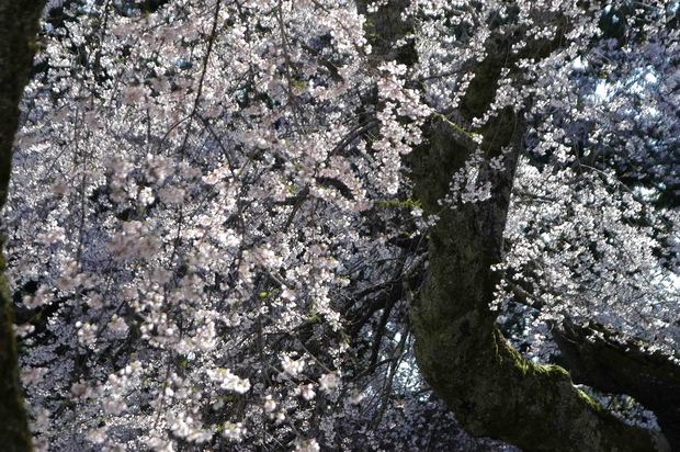 2015年飯田桜撮影ドライブ_22.jpg