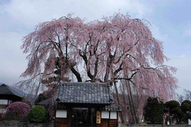 2015年飯田桜撮影ドライブ_3.jpg