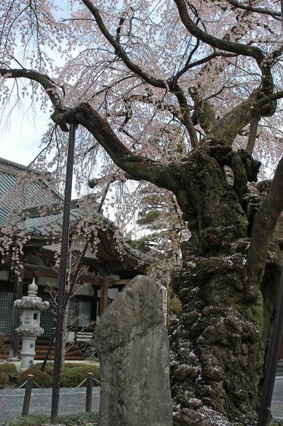 2015年飯田桜撮影ドライブ_6.jpg