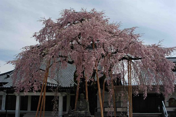 2015年飯田桜撮影ドライブ_7.jpg