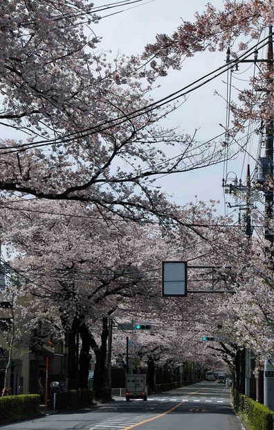 2016年_近所の春の花(2)_1.jpg